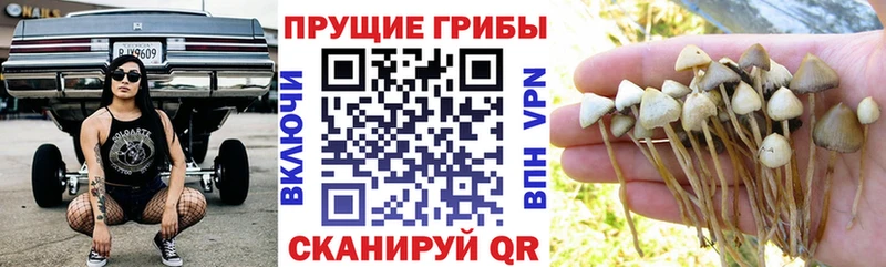 Псилоцибиновые грибы Cubensis  наркошоп  Камышлов 
